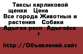 Таксы карликовой щенки › Цена ­ 20 000 - Все города Животные и растения » Собаки   . Адыгея респ.,Адыгейск г.